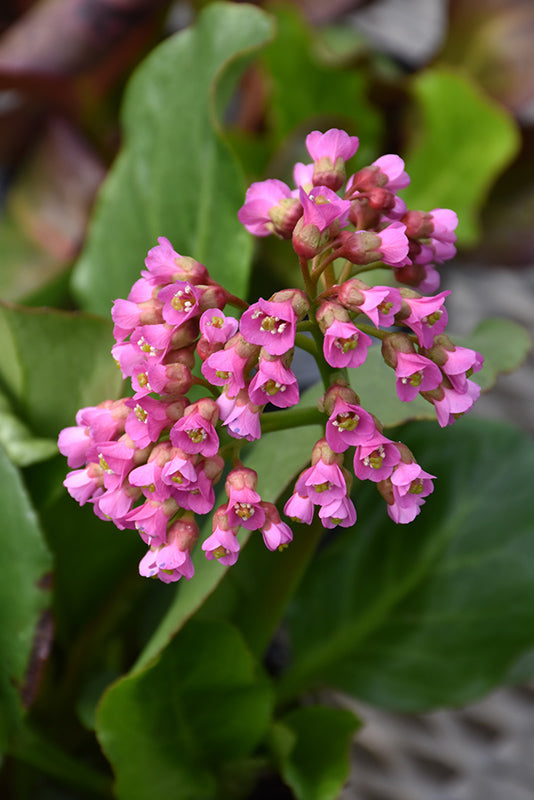 Bergenia 'Winter Glow'