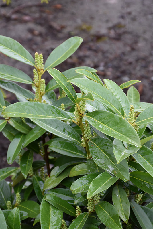 Prunus lusitanica 'Reyvaanii'