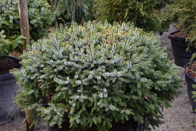 Picea omorika 'Nana'