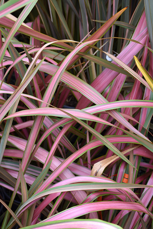 Phormium 'Jester'