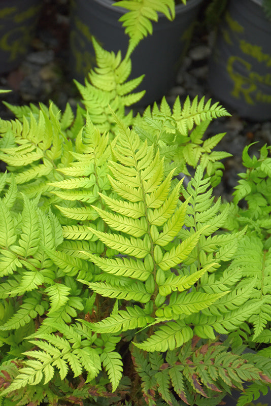 Polystichum tsussimense