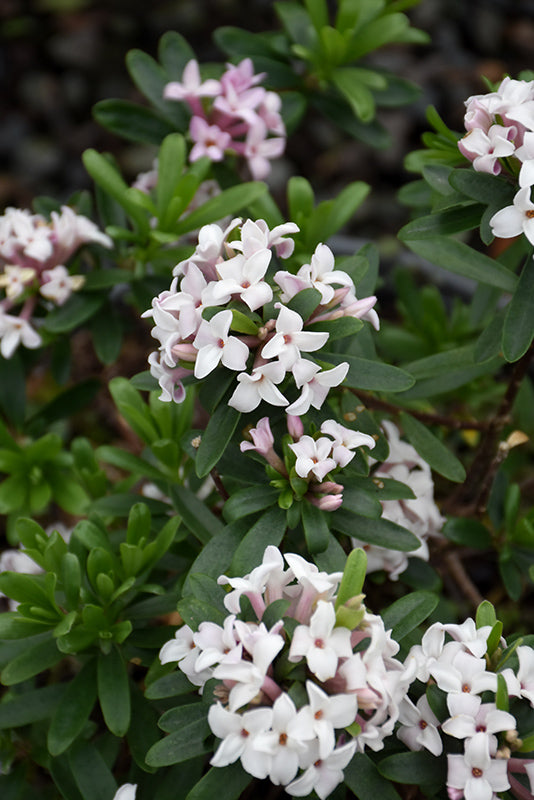 Daphne transantlantica 'Eternal Frangance'
