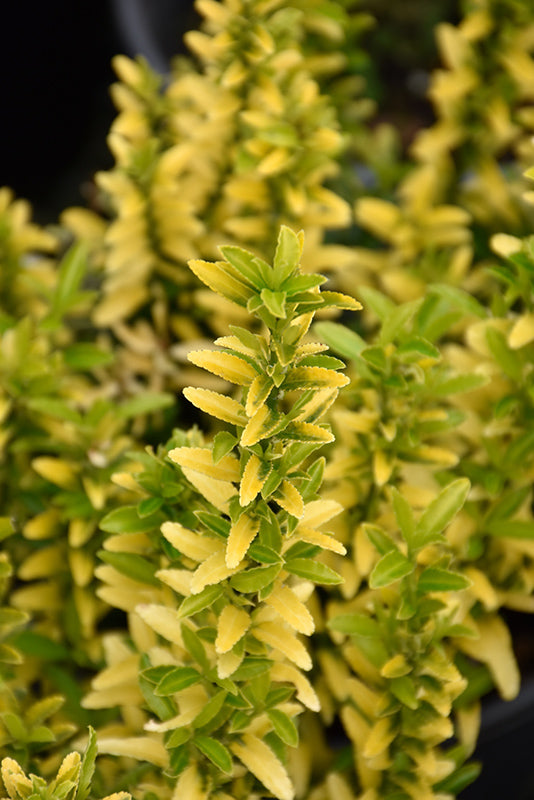 Euonymus japonicus microphylla 'Butterscotch'