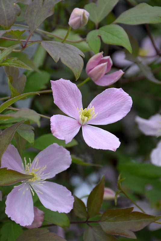 Clematis montana 'Fragrant Spring'