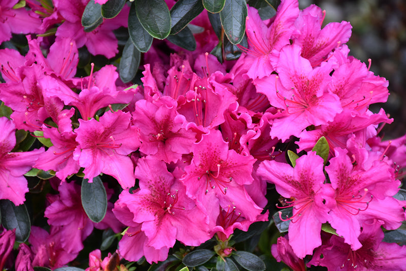 Azalea japonica 'Girard's Fuchsia'