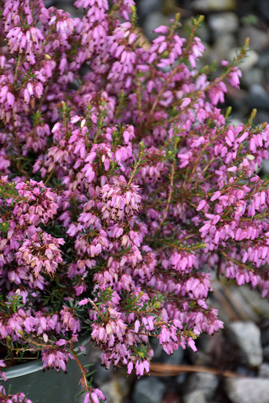 Erica x darleyensis 'Alice'