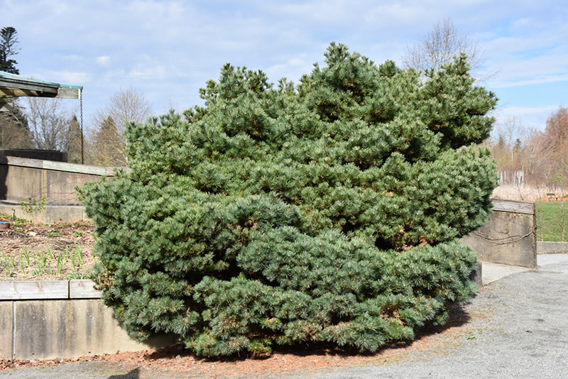 Pinus strobus 'Blue Shag'