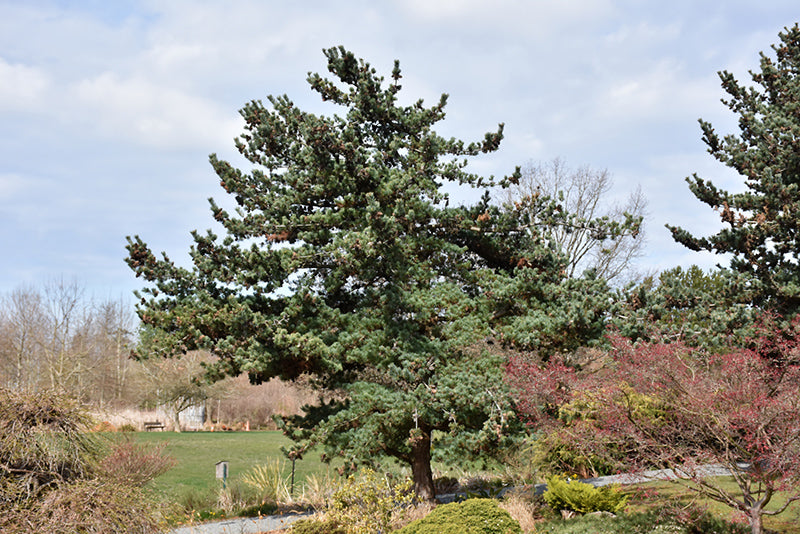 Pinus parviflora 'Glauca'