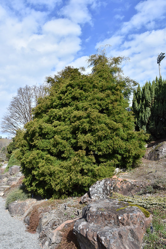 Chamaecyparis obtusa 'Coralliformis'