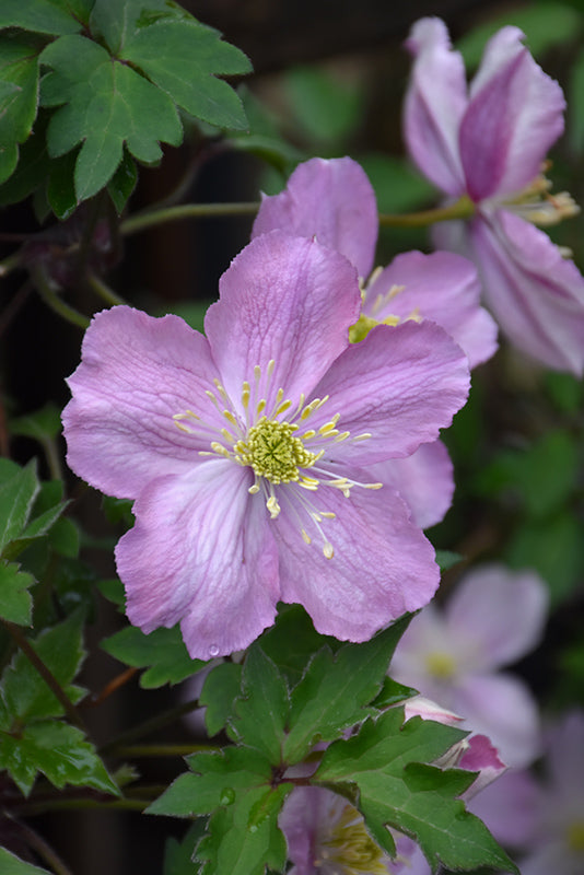 Clematis montana 'Tetra Rose'