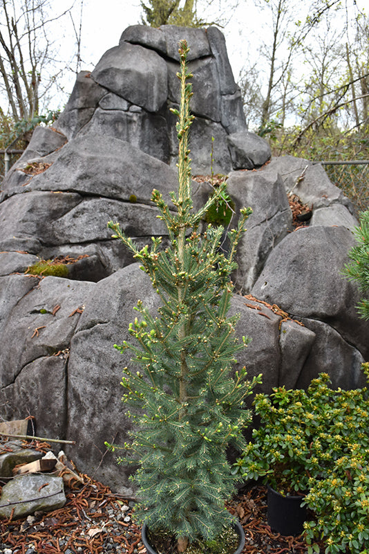 Picea glauca 'North Pole'