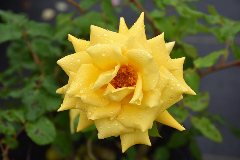 Rosa  'Royal Gold'
