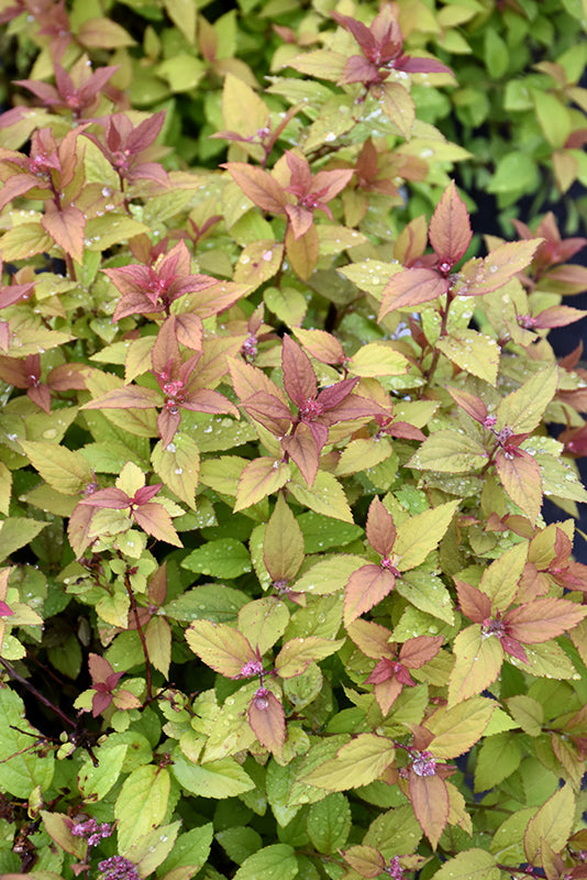 Spiraea x bumalda 'Firelight'