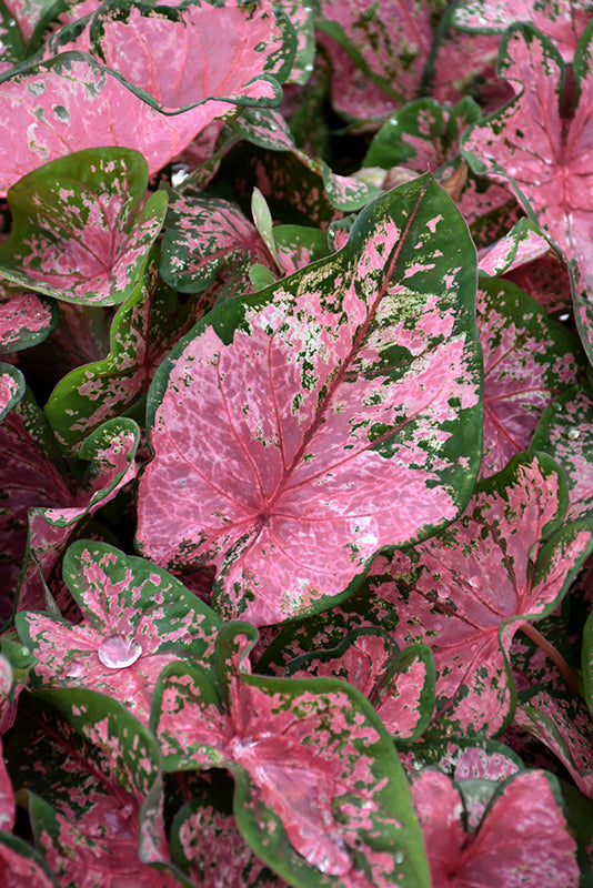 Caladium 'Pink Beauty'