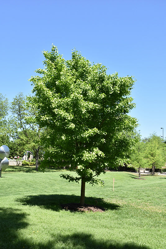 Ginkgo biloba 'Saratoga'