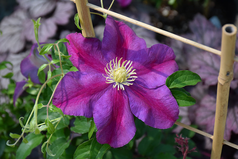 Clematis 'Sunset'