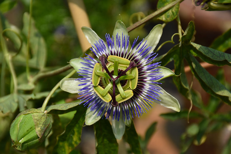 Passiflora caerulea