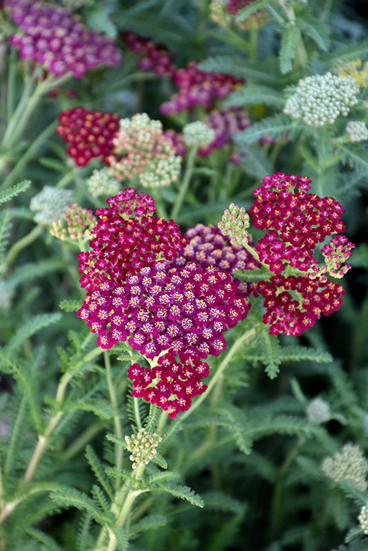 Achillea millefolium 'New Vintage Red'
