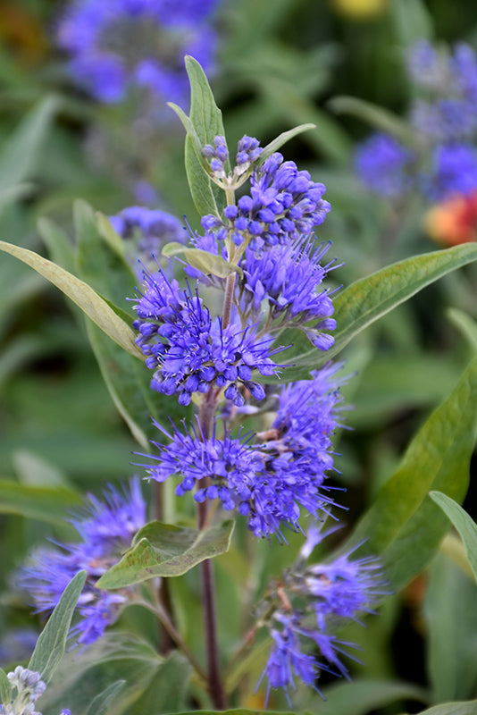 Caryopteris clandonensis 'Sapphire Surf'