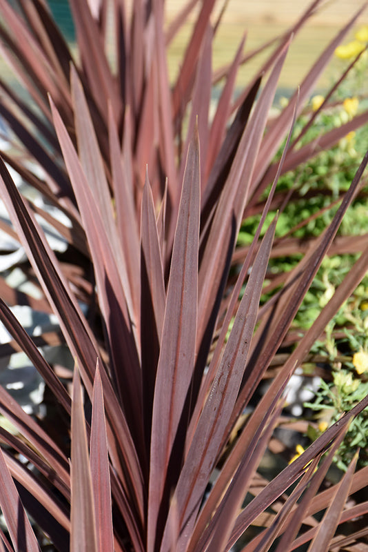 Cordyline australis 'Red Star'