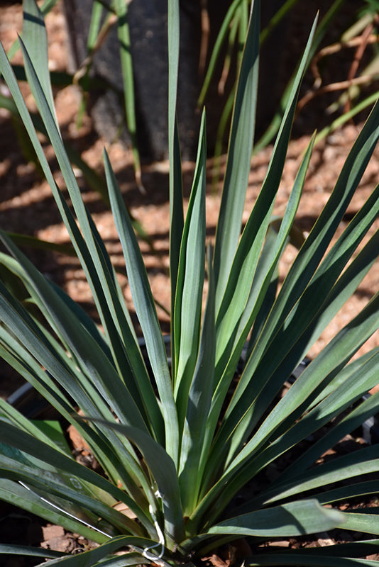 Yucca rigida 'Blue Sentry'