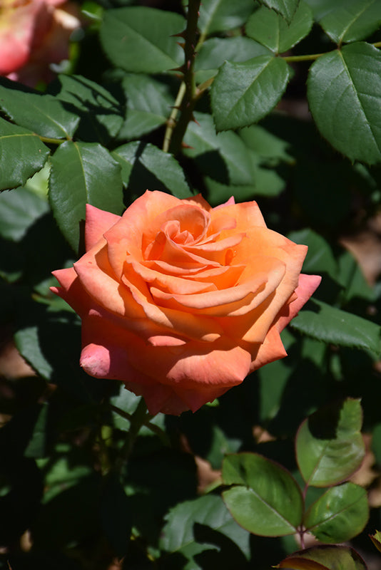 Rosa 'Over the Moon'