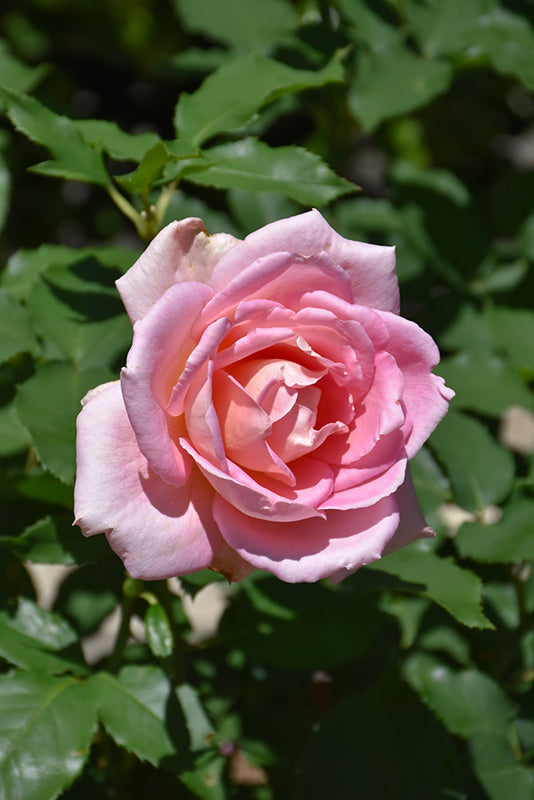 Rosa 'Tiffany'