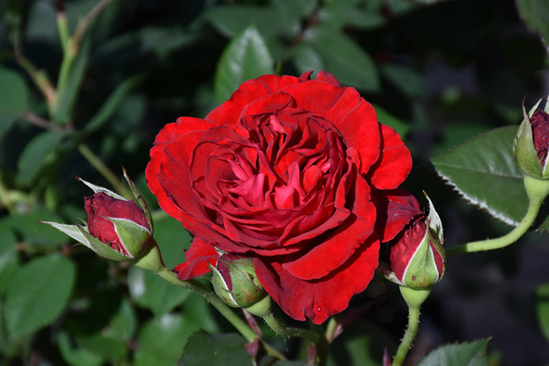 Rosa 'Lady In Red'