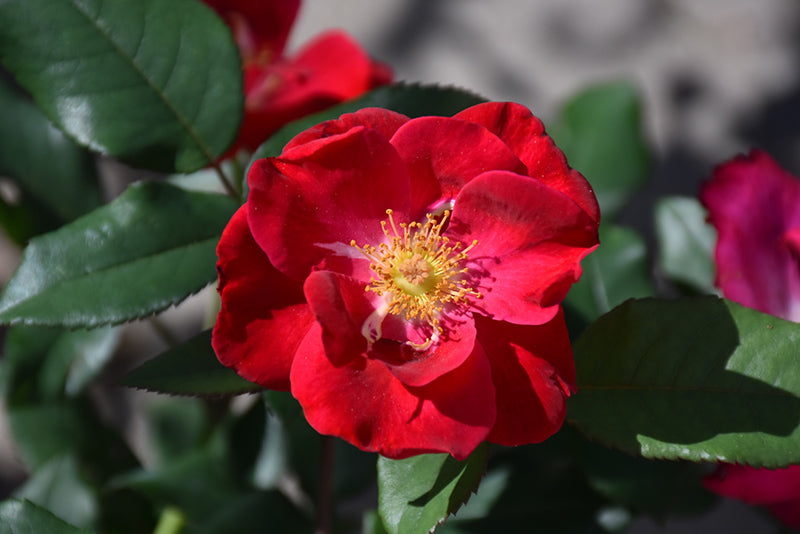 Rosa 'Top Gun'