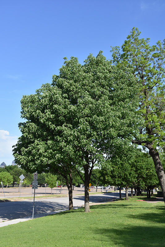 Fraxinus americana 'Durgar'