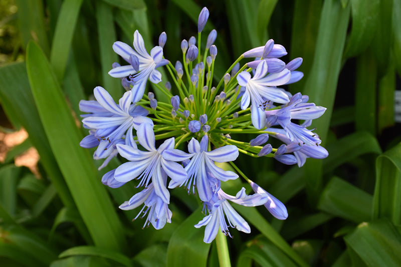 Agapanthus africanus