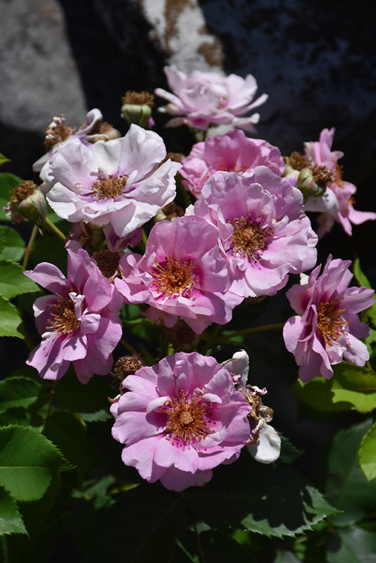Rosa 'Easy On The Eyes'