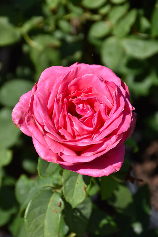 Rosa 'Perfume Delight'