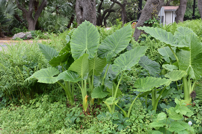 Alocasia macrorrhizos 'Borneo Giant'