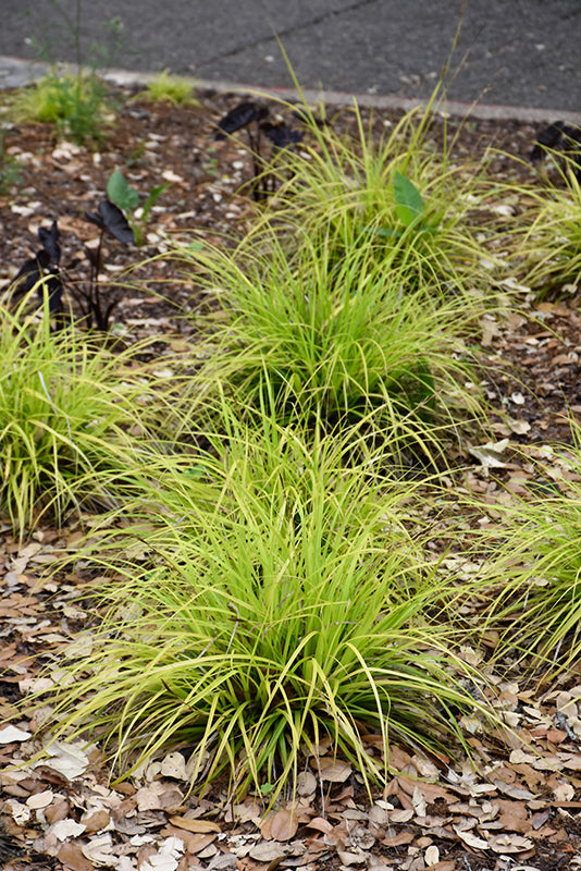 Carex oshimensis 'Everillo'