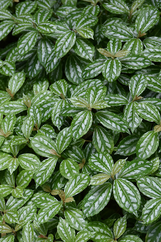 Pilea cadierei