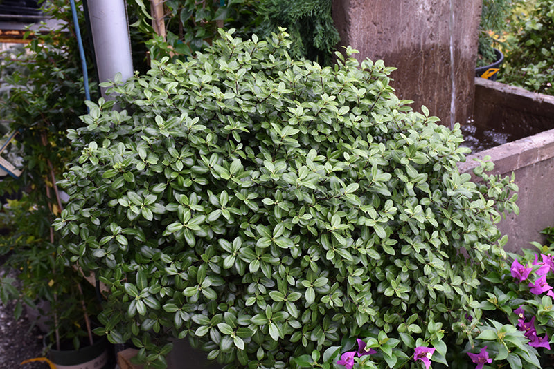 Pittisporum tenuifolium 'Golf Ball'