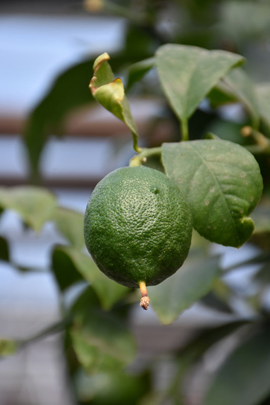 Citrus - Persian Lime