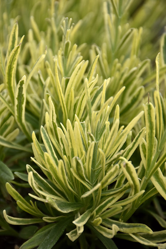 Lavandula angustifolia 'Platinum Blonde'