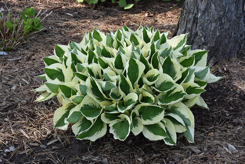 Hosta 'Patriot'