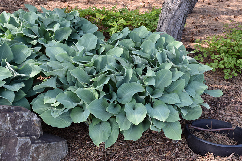 Hosta 'Krossa Regal'