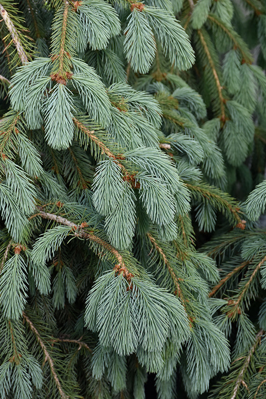 Picea englemannii 'Bush's Lace'