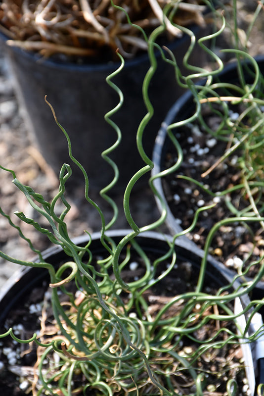 Juncus effusus 'Twister'