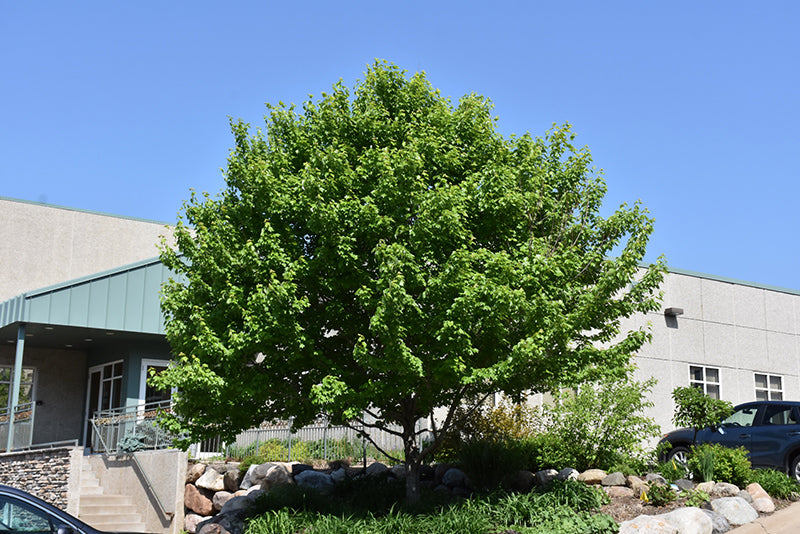 Acer rubrum 'Magnificent Magenta'