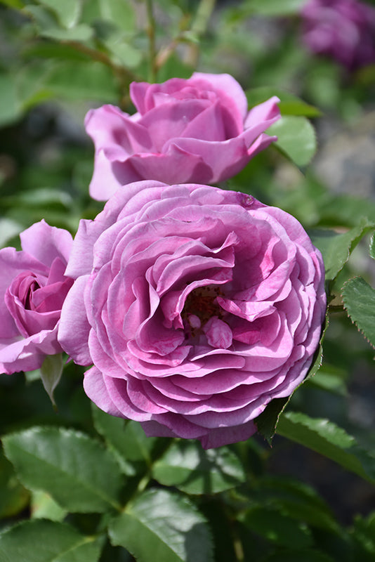 Rosa 'Violet's Pride'