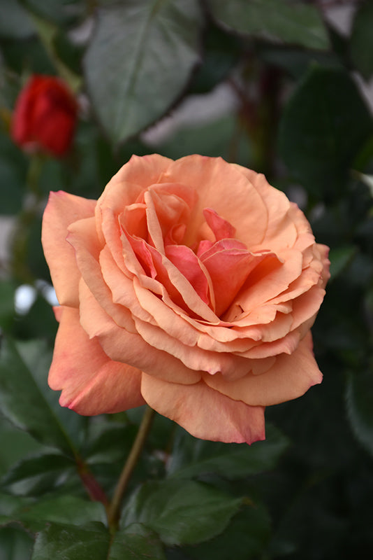 Rosa 'Anna's Promise'