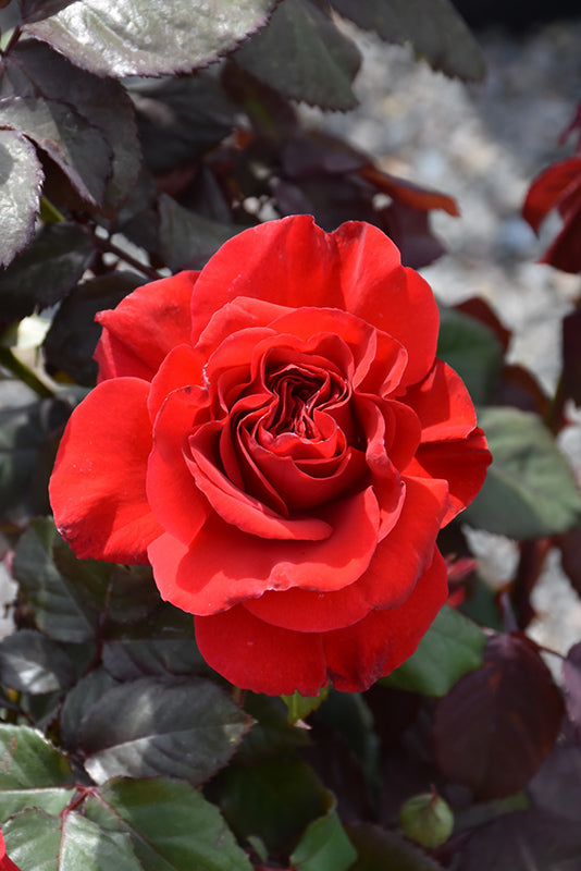 Rosa 'Legends'