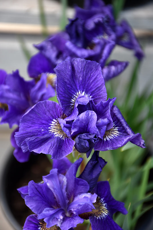 Iris sibirica 'Ruffled Velvet'