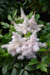 Astilbe Short N Sweet 'Sugarberry'