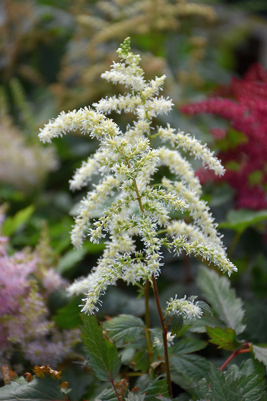 Astilbe x arendsii 'Cappucino'